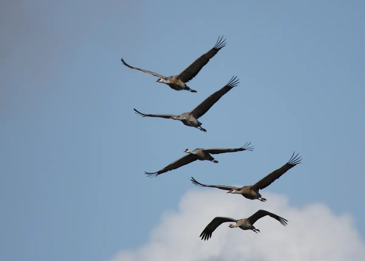 Five sandhill cranes flying in a loose diagonal line against a blue sky with a white cloud