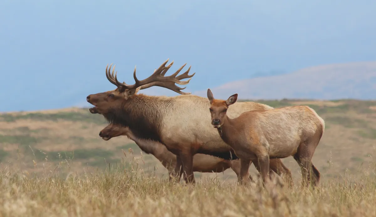 A bull tule elk with large antlers bugling, neck stretched and mouth open, beside two female elk on Tomales Point