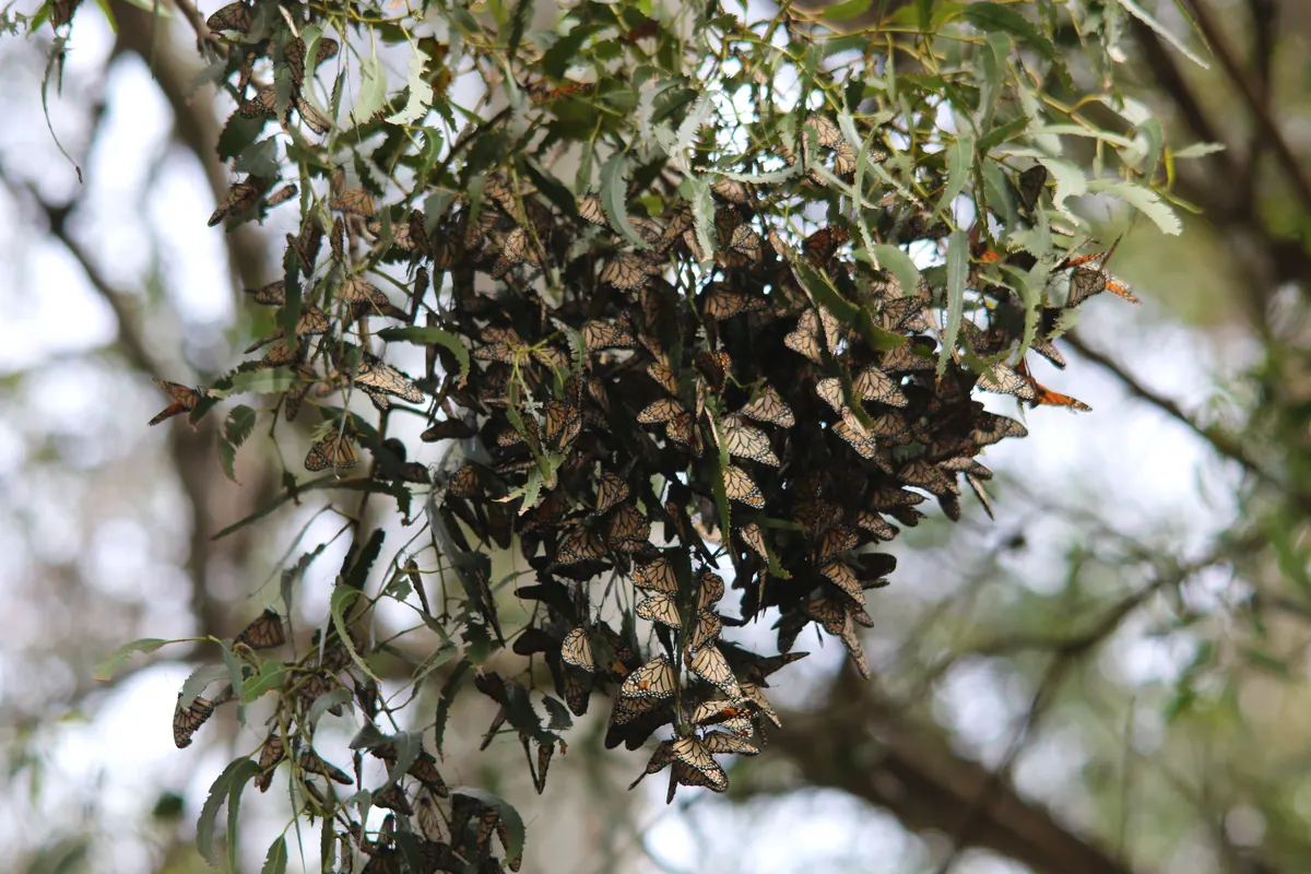 A cluster of monarch butterflies hanging from a eucalyptus branch at the Pismo Beach Monarch Butterfly Grove