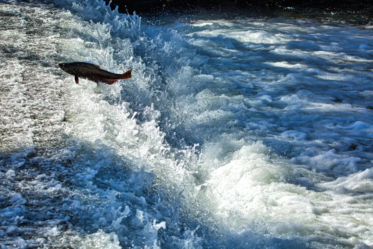 A Chinook salmon leaping out of the water at the fish ladder of Coleman National Fish Hatchery