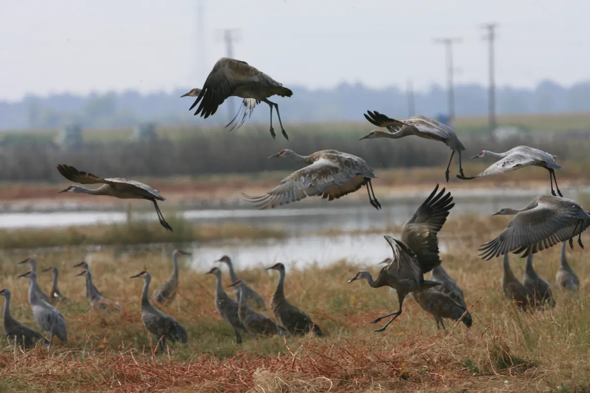 A flock of sandhill cranes with wings spread, landing in a field at Merced National Wildlife Refuge