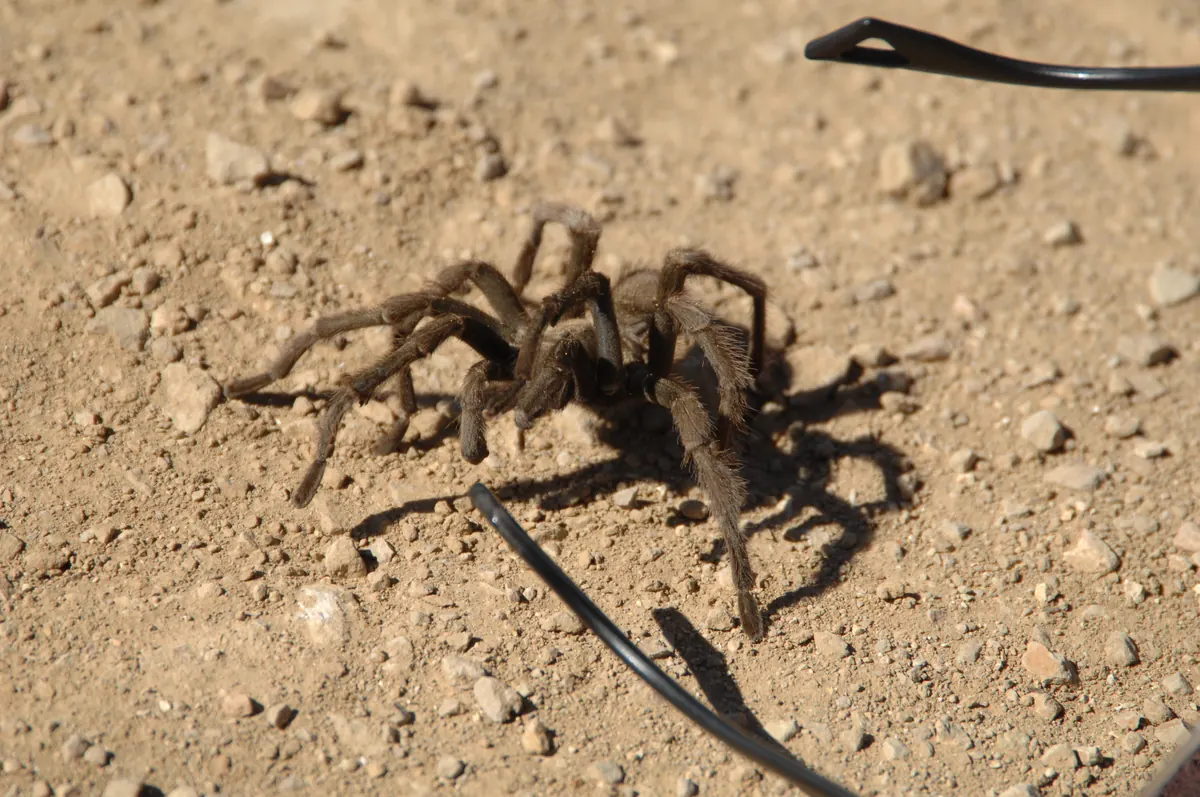 A brown tarantula walking across bare ground in the Carrizo Plain