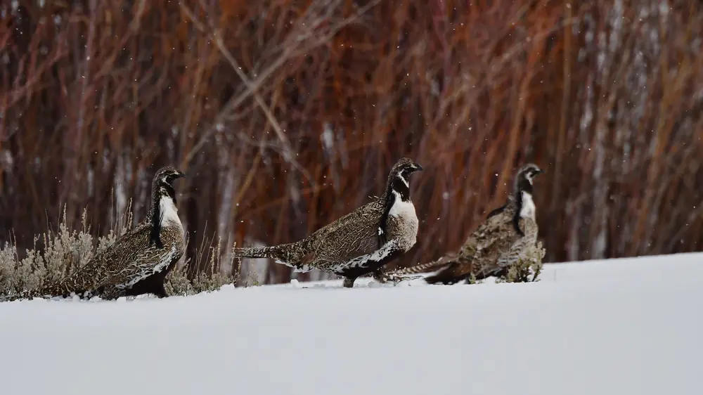 Three Gunnison sage-grouse walking across snow beside sagebrush and red willow stems