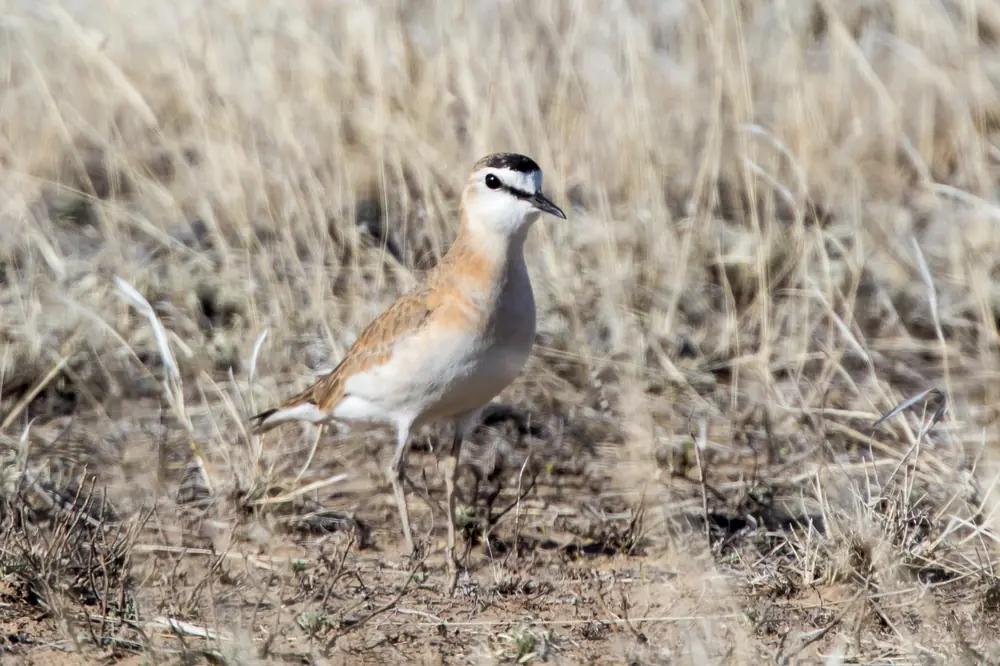 A sandy-brown mountain plover with a pale face and dark cap standing on dry shortgrass