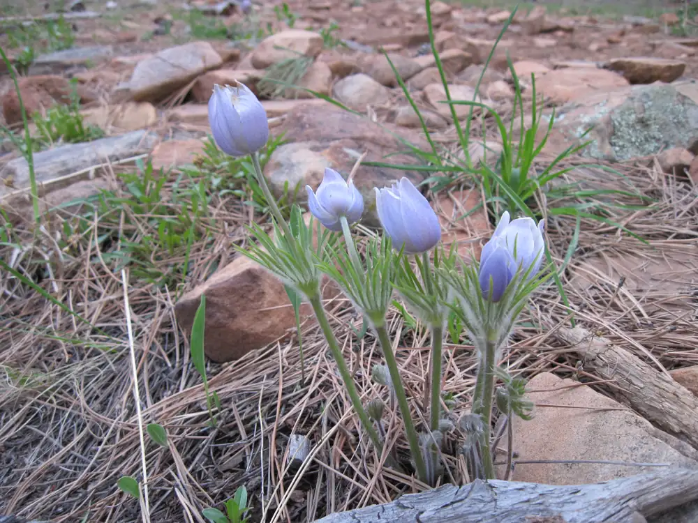 Several lavender pasqueflowers with hairy stems opening among rocks and dry needles on the ground