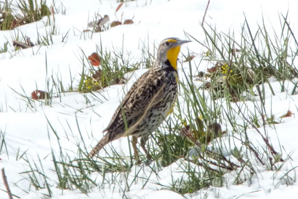 A western meadowlark with a bright yellow breast and black necklace standing in grass and patchy snow