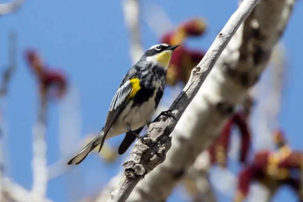 A yellow-rumped warbler with a yellow flank patch perched on a branch with opening red buds behind it