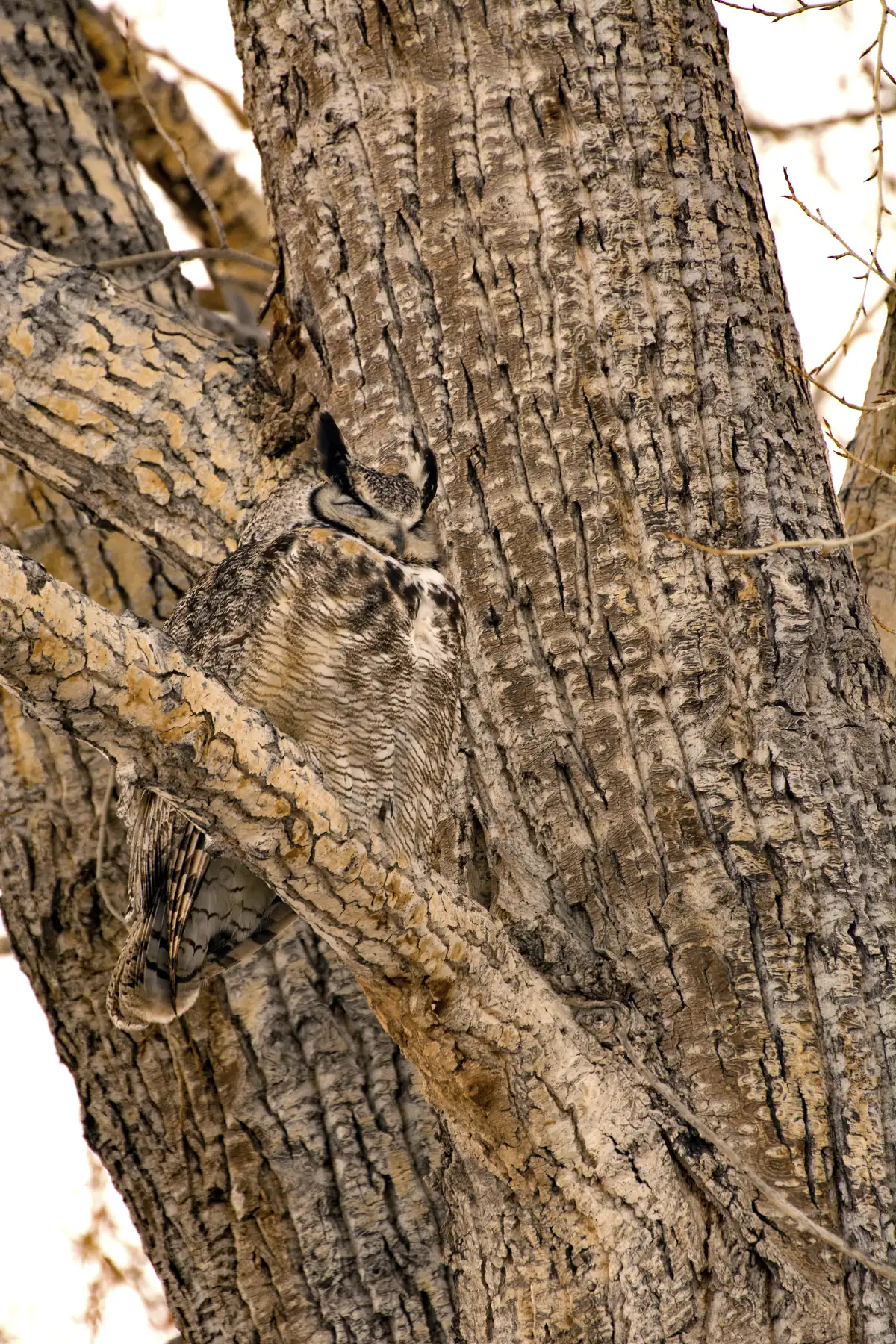 A great horned owl with ear tufts pressed against the trunk of a large cottonwood, its mottled feathers matching the bark.
