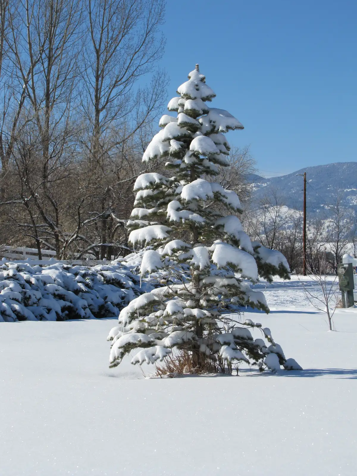 A young blue spruce weighed down with fresh snow in a snowy yard, with bare cottonwoods and foothills behind under a blue sky.
