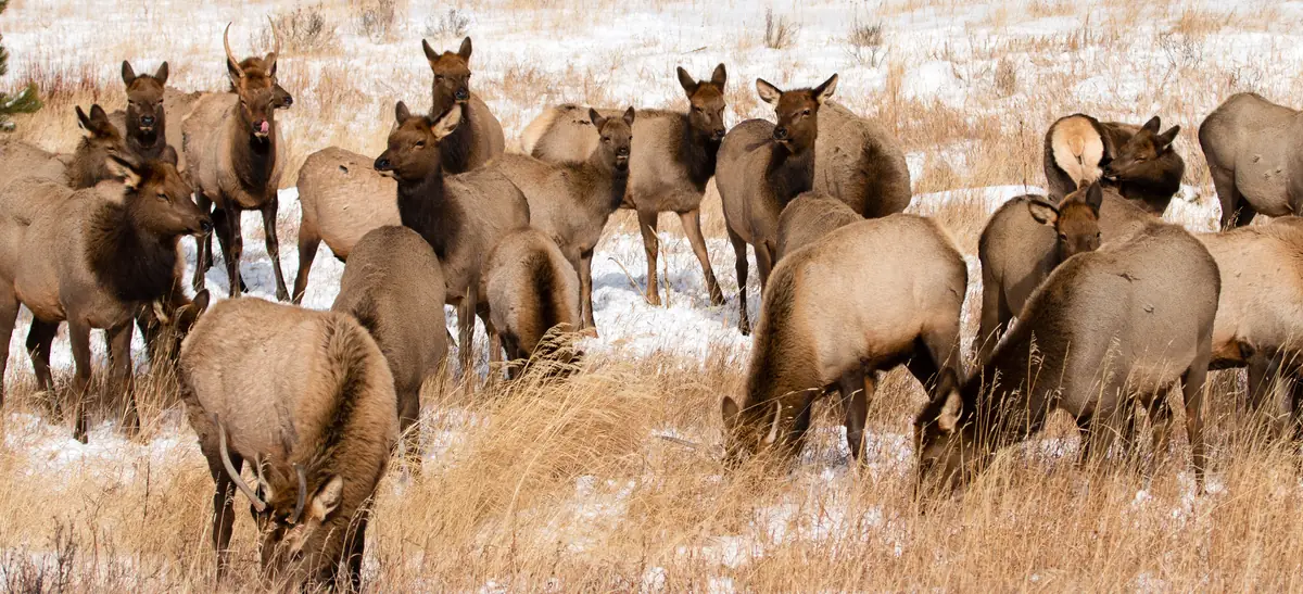 A herd of elk, mostly cows and young bulls, grazing dry grass in a snowy meadow.