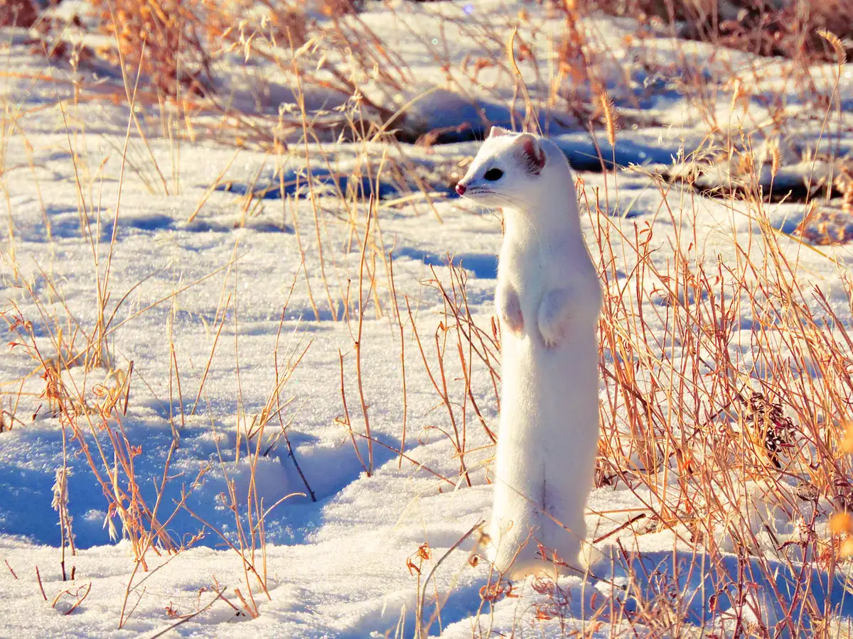 A pure white weasel standing upright on its hind legs in snow and dry golden grass.
