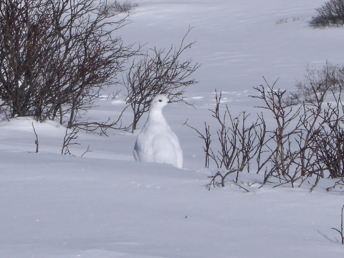 An all-white ptarmigan sitting in deep snow among bare willow stems.