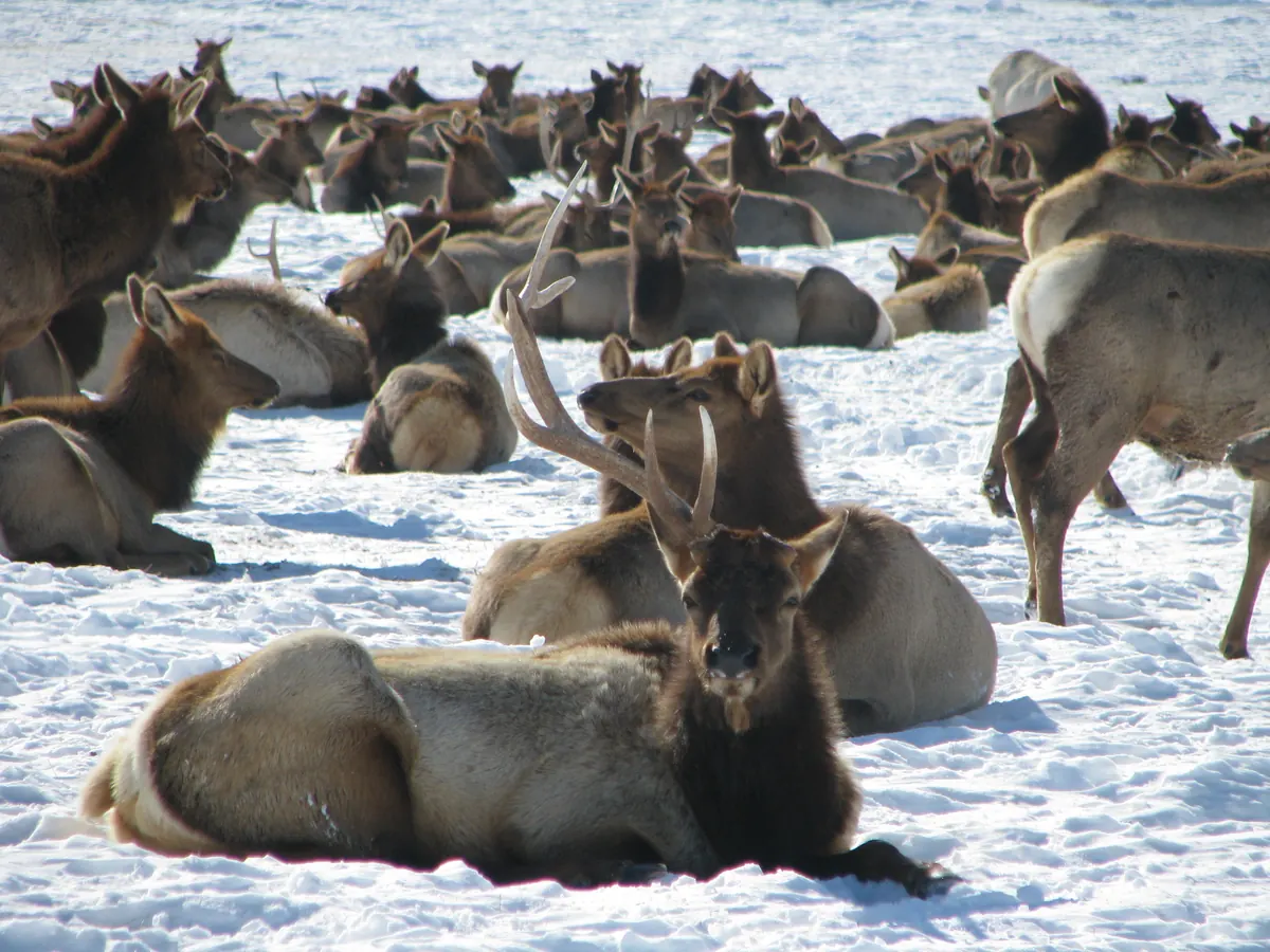 Bull elk with a single antler lying in snow among a herd of cows