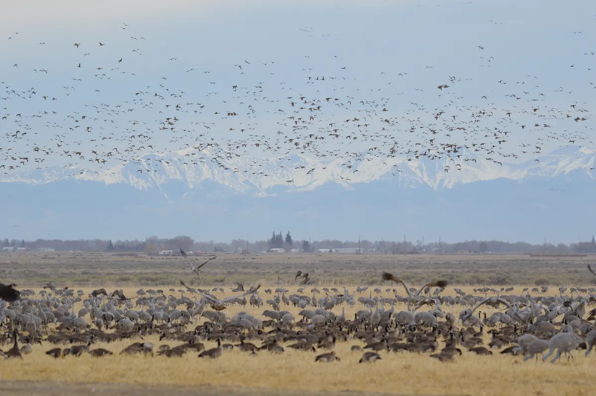 Large flock of sandhill cranes in a field with more cranes filling the sky and snowy mountains behind