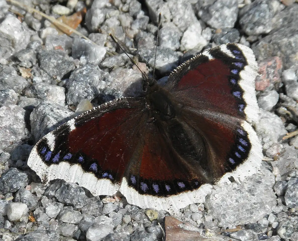 A dark maroon butterfly with a pale yellow wing border and blue spots basking on gray gravel