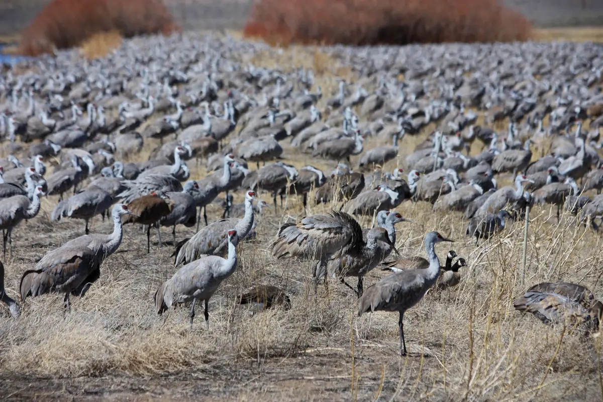 Hundreds of gray sandhill cranes standing close together in a dry field