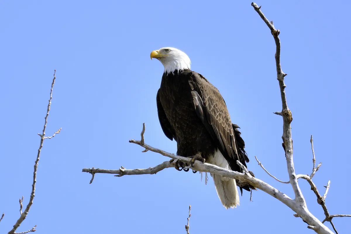 An adult bald eagle perched on a bare branch against a clear blue sky