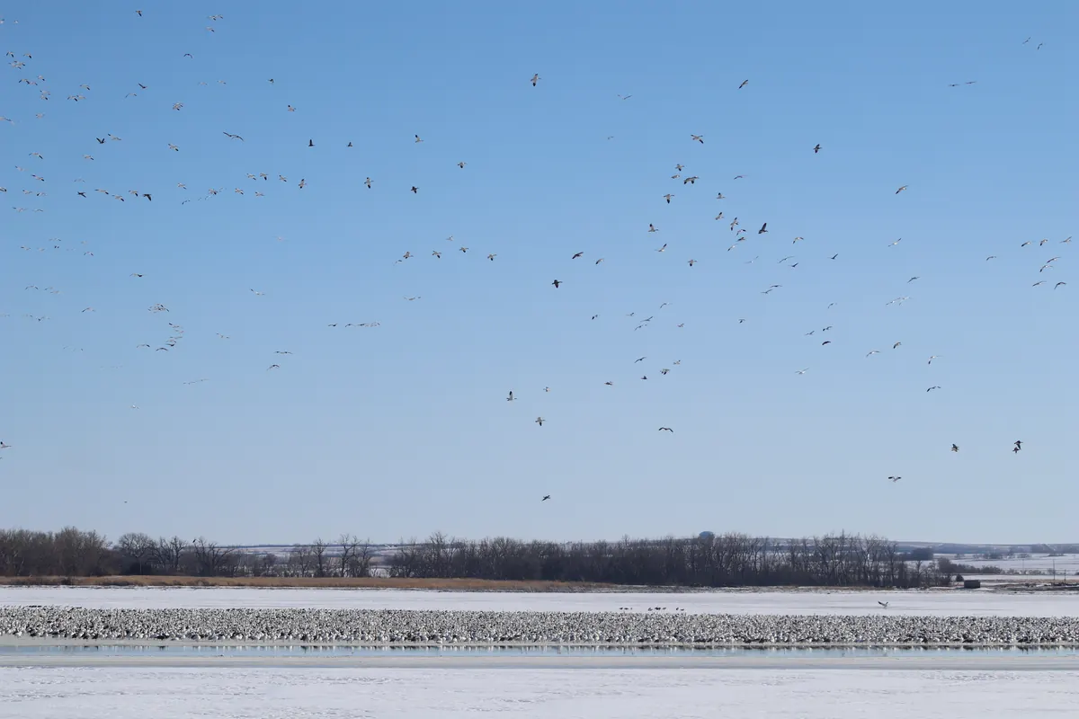 A huge flock of white snow geese resting on a partly frozen lake while more circle overhead