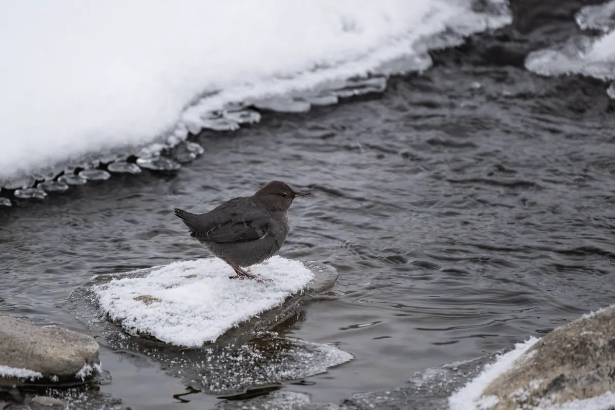 American dipper standing on a snow-capped rock in a fast creek
