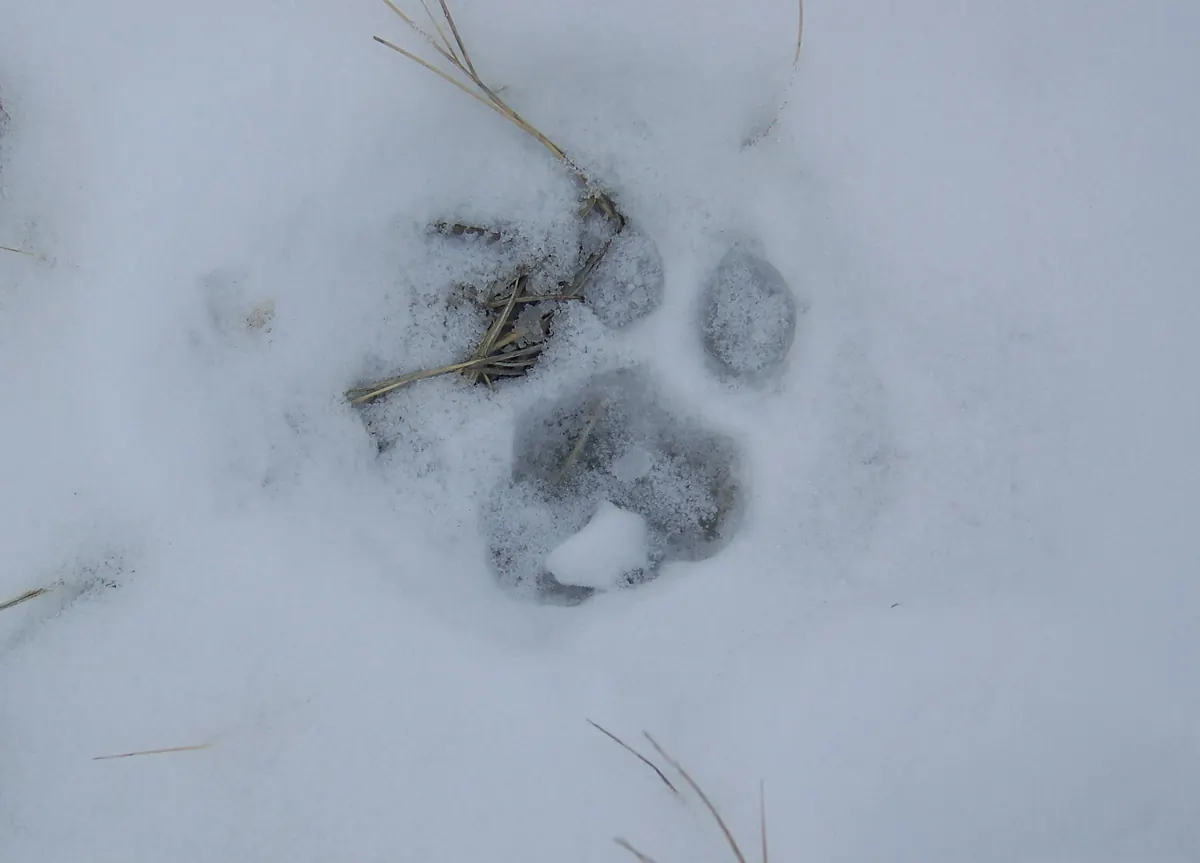 A single round mountain lion paw print with four toe marks and no claws in snow