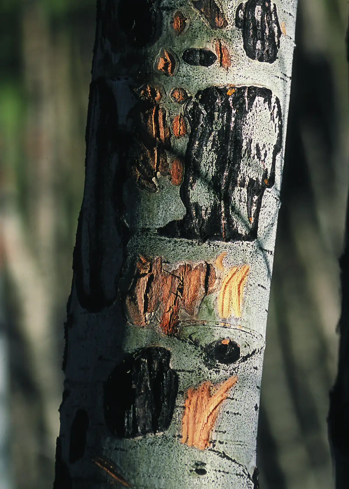 Aspen trunk with pale bark gnawed away in patches and older scars turned black