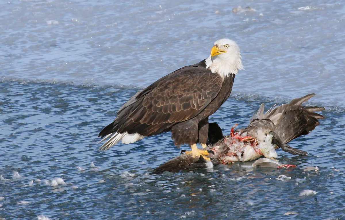 An adult bald eagle standing on ice over the remains of a Canada goose