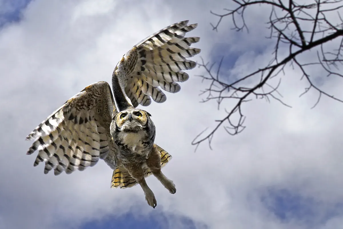 Great horned owl in flight with wings spread against a pale sky and bare branches