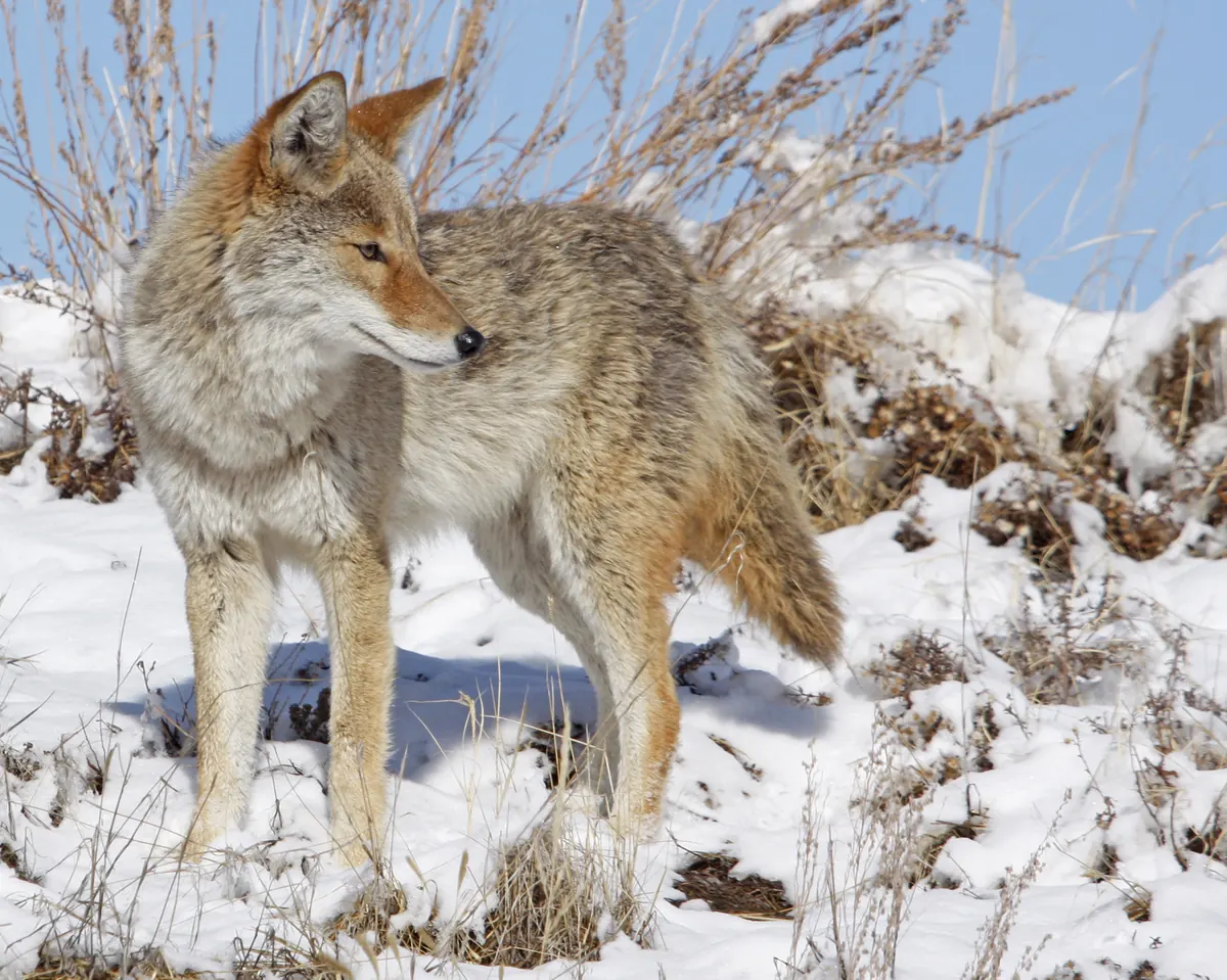 Coyote in a thick winter coat standing in snow among dry grass