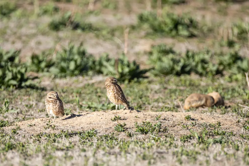 Two small burrowing owls standing on a dirt mound among young green plants at a prairie dog town