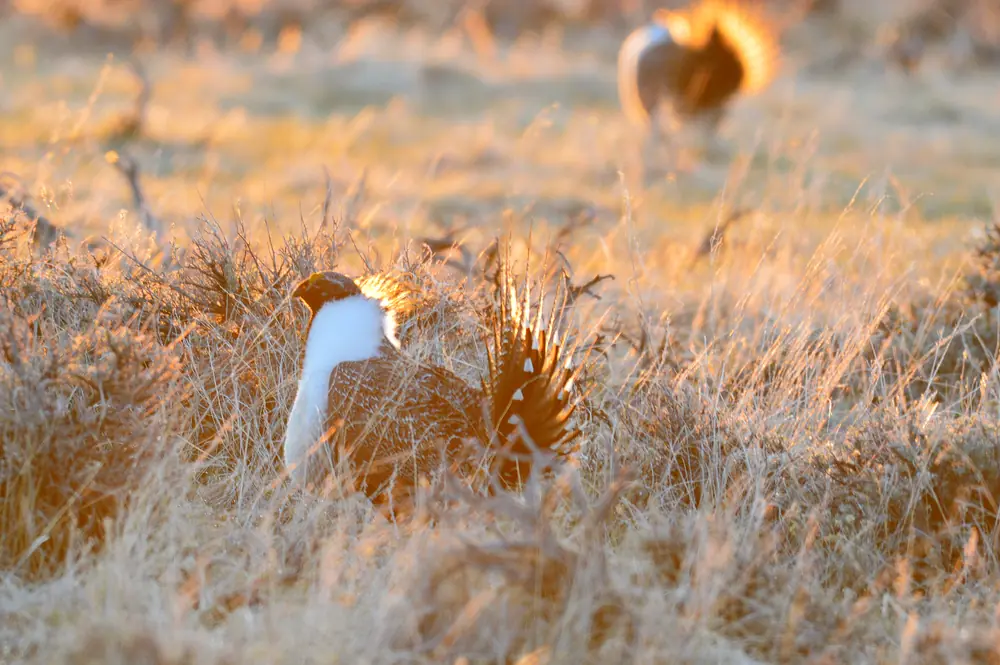 Male greater sage-grouse displaying on a sagebrush lek in sunrise light
