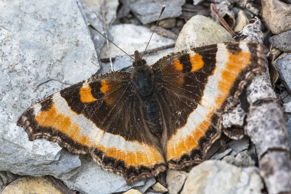 A dark brown butterfly with a wide yellow-orange band along the edges of its wings