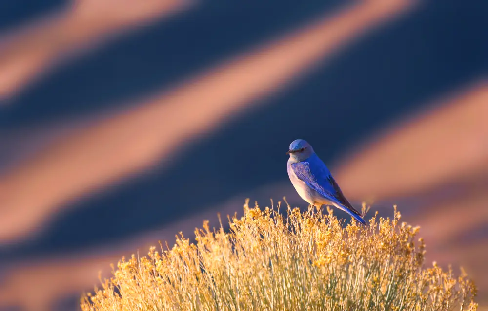 A bright blue male mountain bluebird perched with the Great Sand Dunes behind it