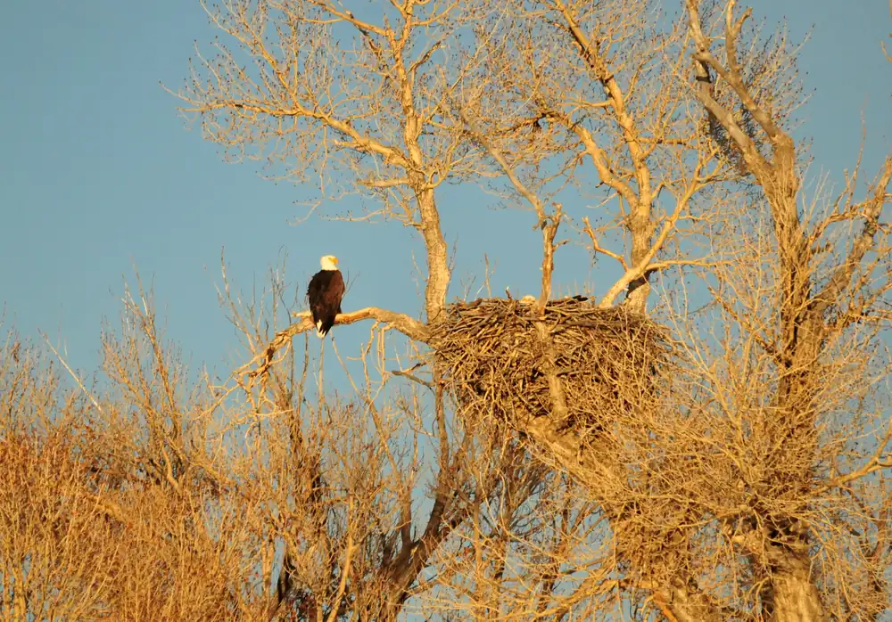A pair of bald eagles at a large stick nest in the early spring landscape