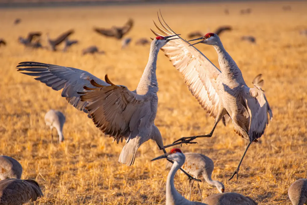 Sandhill cranes leaping and spreading their wings in a courtship dance in a San Luis Valley field