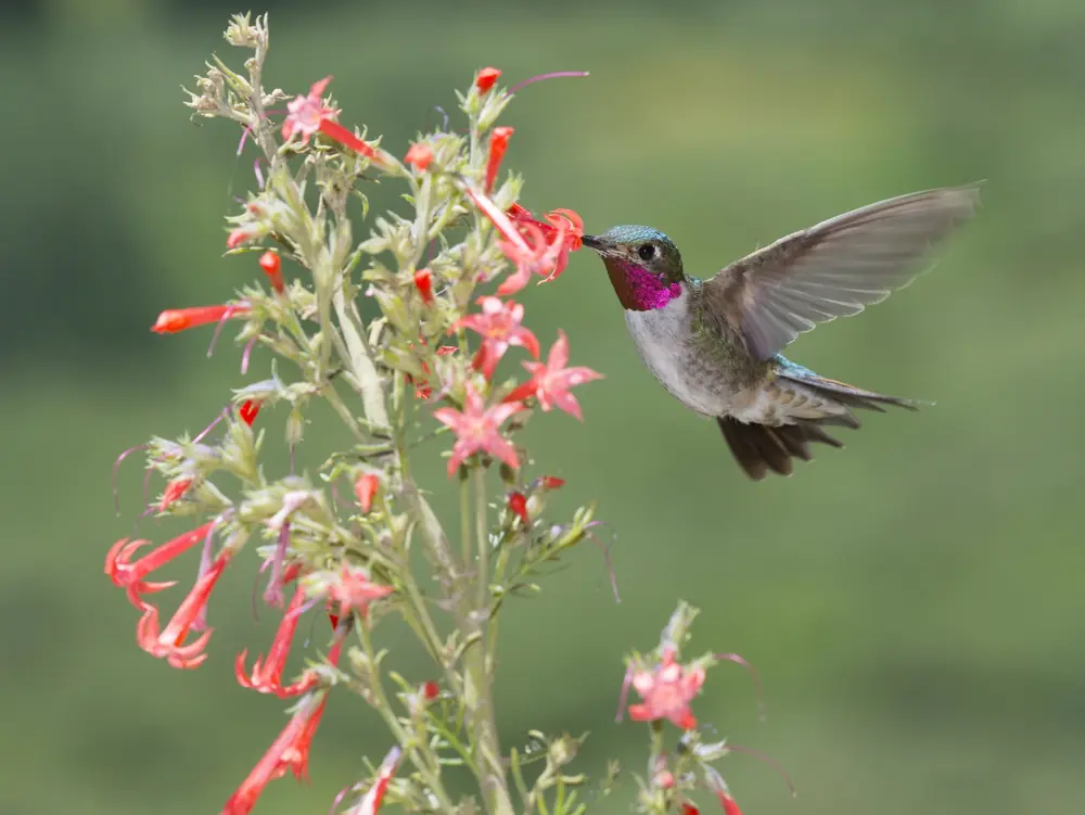 A male broad-tailed hummingbird with a magenta throat hovering at a spike of red scarlet gilia flowers
