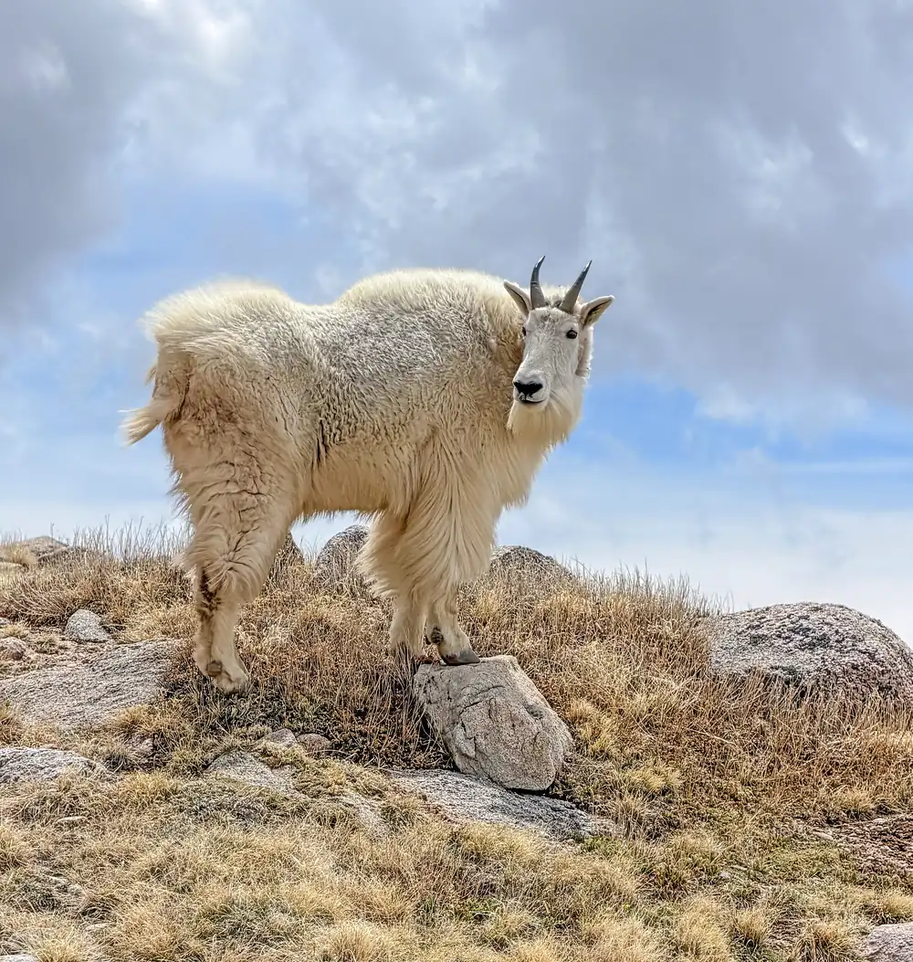 A white mountain goat with a shaggy coat standing on tundra and rocks beneath a cloudy sky
