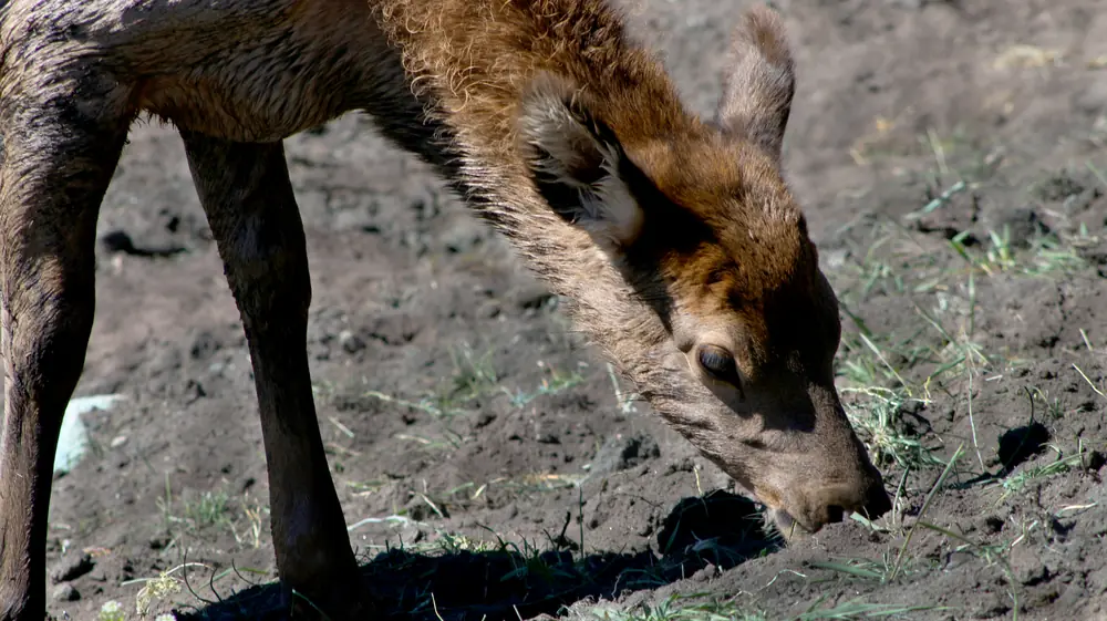 A young elk calf with a reddish-brown coat grazing on bare ground and grass