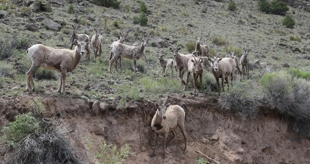 A herd of bighorn sheep ewes and lambs on a sagebrush hillside with distant mountains