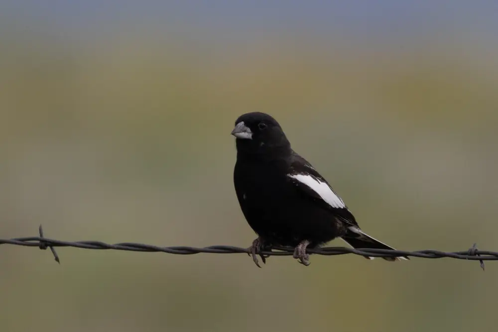 A black male lark bunting with a white wing patch perched on a barbed-wire fence
