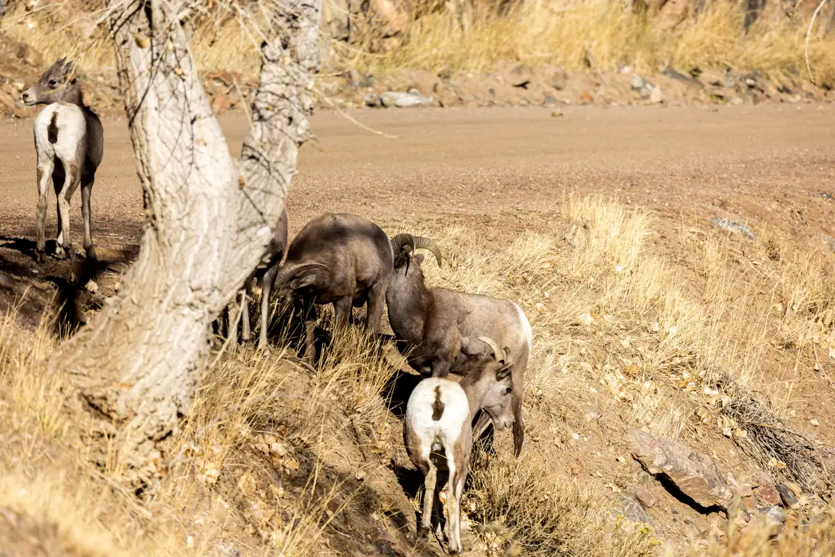Several bighorn sheep, including a ram with curled horns, grazing on dry golden grass beside a gravel road and a cottonwood trunk.