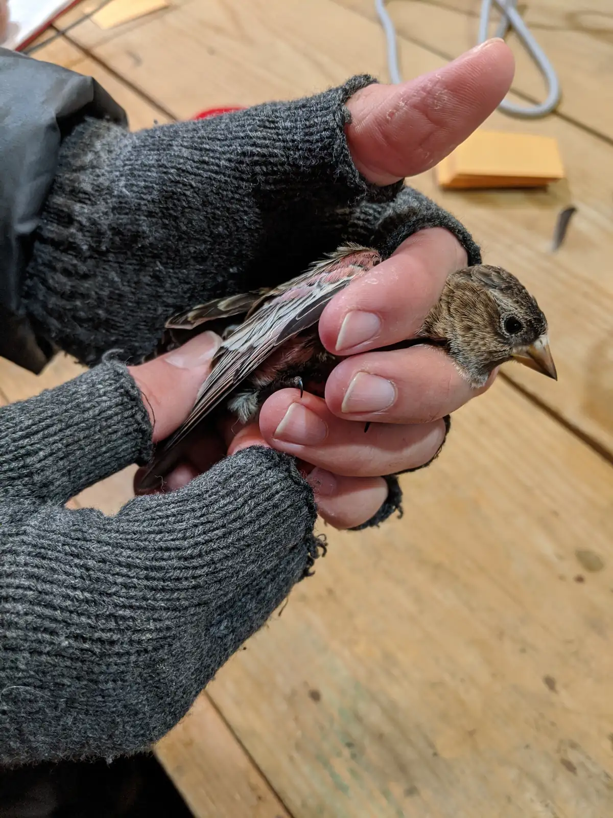 Gloved hands holding a small brown finch with a yellow bill and pink-washed wings.