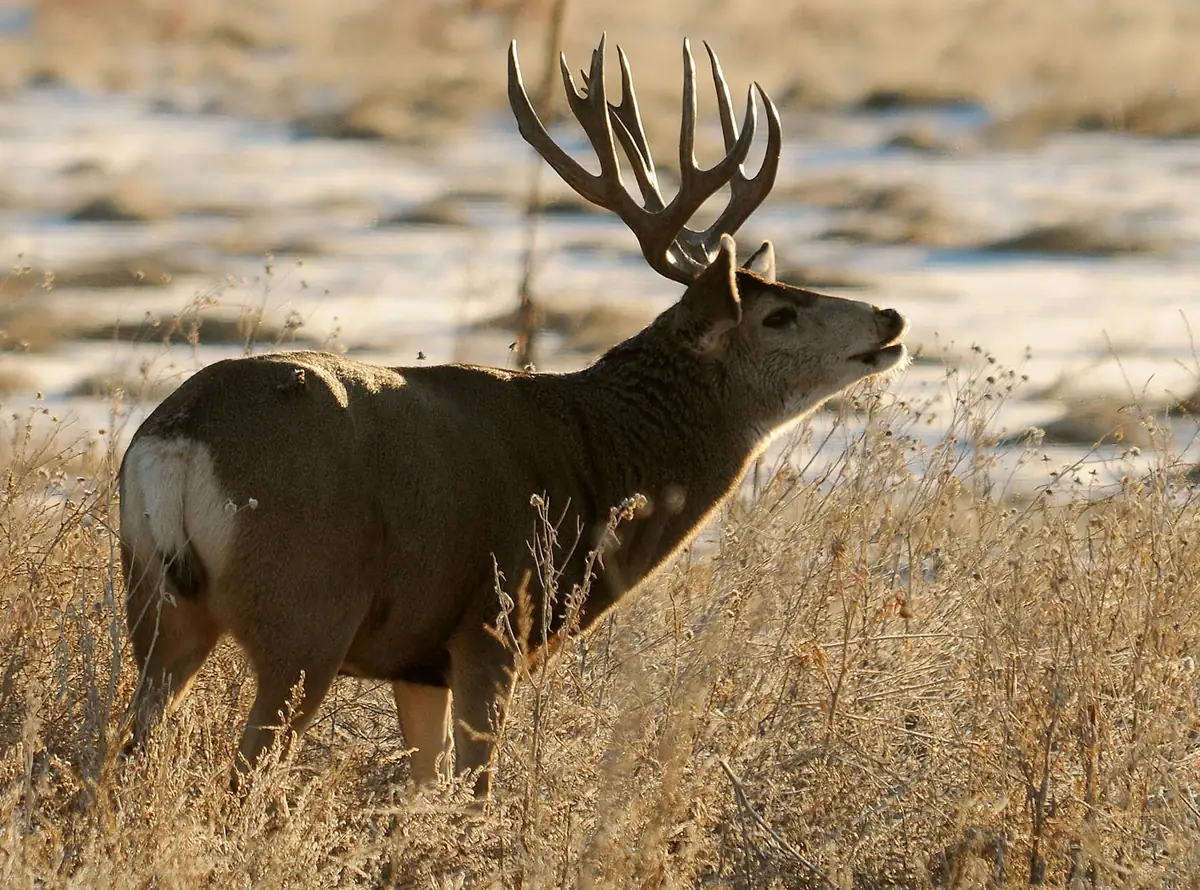 A mule deer buck with large branched antlers stretching its neck and lifting its nose in dry grass, with snowy ground behind.