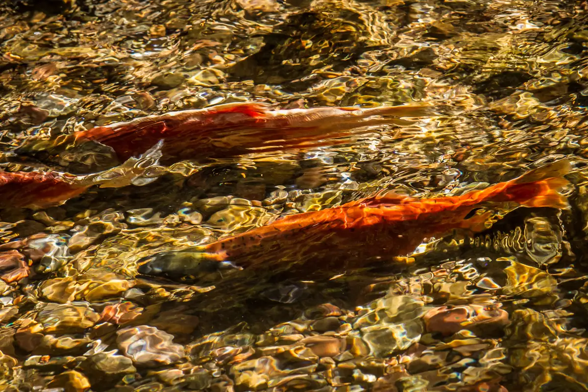 Bright red-orange kokanee salmon swimming over a gravel streambed in clear, rippling water.