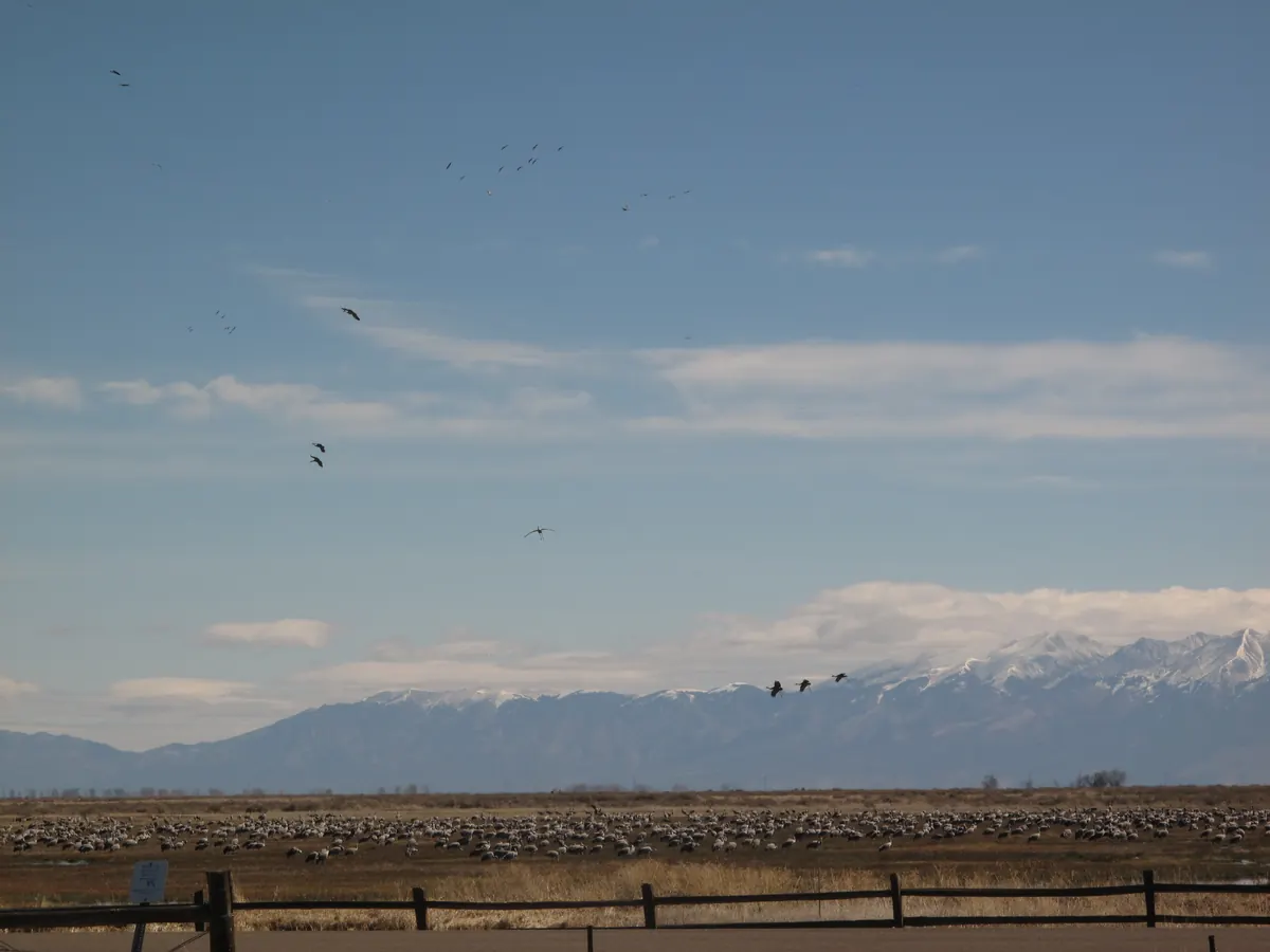 Hundreds of sandhill cranes feeding in a flat brown field, with more flying overhead and snow-capped mountains on the horizon.
