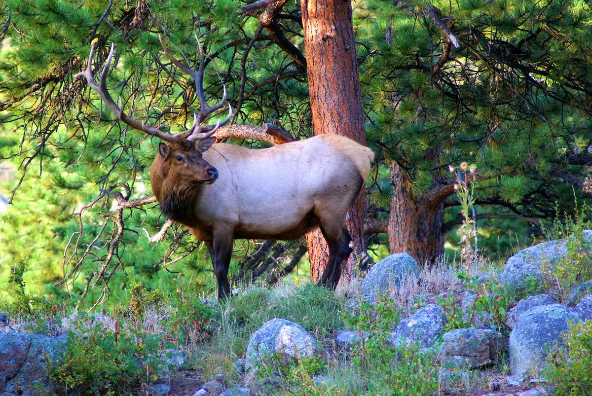 A young bull elk with a tall rack of antlers standing among ponderosa pines and granite boulders.