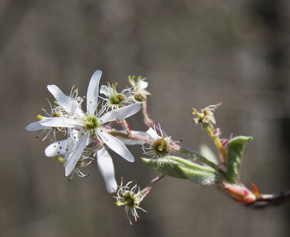 A close view of a downy serviceberry branch with white star-shaped flowers, narrow petals and young downy leaves against a dark background.