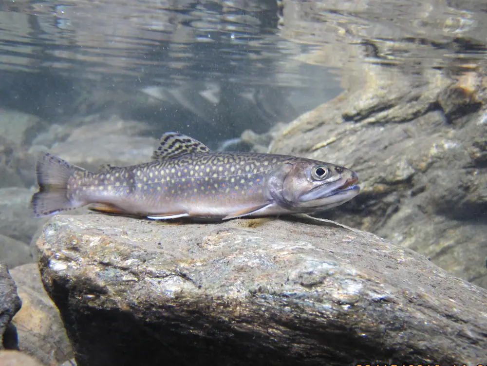 A speckled brook trout resting on a rock in clear shallow stream water, seen from the side just under the surface.