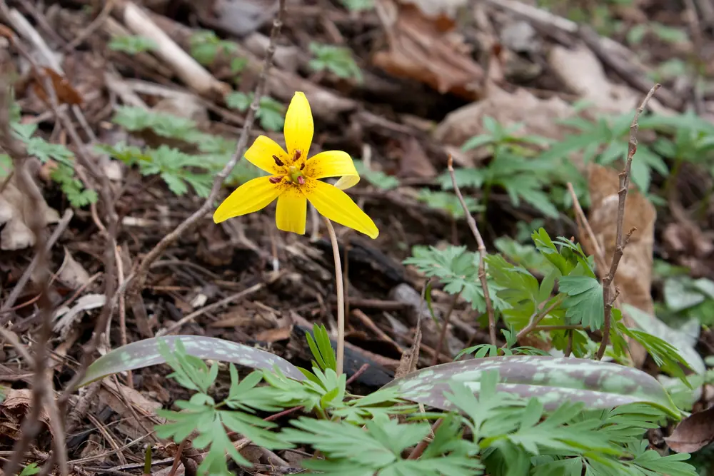 A single yellow trout lily flower with swept-back petals over mottled leaves on a forest floor of brown leaf litter.