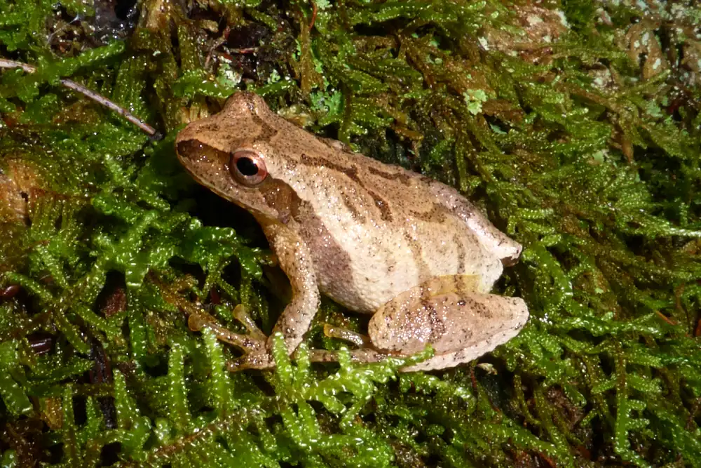 A small tan spring peeper with a faint darker X on its back resting on bright green moss, one dark eye with a coppery ring visible.