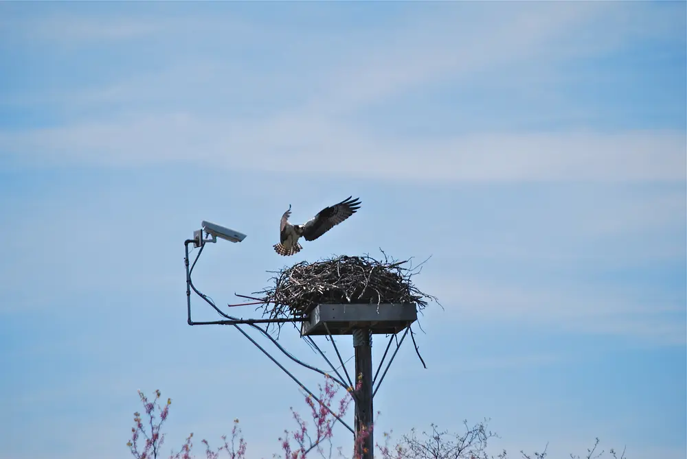 An osprey with spread wings landing at a stick nest on a metal platform on a pole against a blue sky, with a security camera on the post.